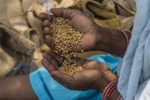 A worker checks the quality of wheat outside a trader’s store at the New Grain Market in Karnal, Haryana, India, on May 19, 2016. (Photographer: Prashanth Vishwanathan/Bloomberg)