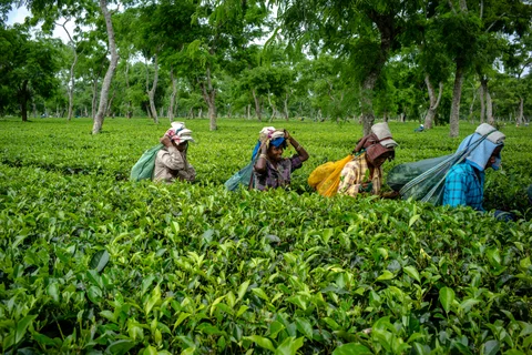 Workers carry bags of tea leaves at the Korangani Tea Estate in the Dibrugarh district of Assam, India, on August 20, 2016. (Photographer: Sanjit Das/Bloomberg)