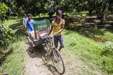 Workers transport recently harvested mangoes in Kuchesar, Uttar Pradesh, India. (Photographer: Prashanth Vishwanathan/Bloomberg)