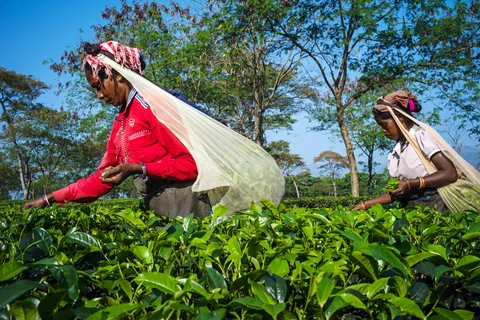 Workers hand-pick tea leaves at the Simulbari Tea Estate in Darjeeling district, West Bengal, India. Photographer: Sanjit Das/Bloomberg
