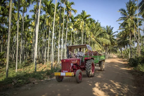 A farmer driving a Mahindra 475 DI tractor, manufactured by Mahindra & Mahindra Ltd., transports soil to an areca nut farm in the village of Kuragunda in Karnataka. (Photographer: Prashanth Vishwanathan/Bloomberg) 