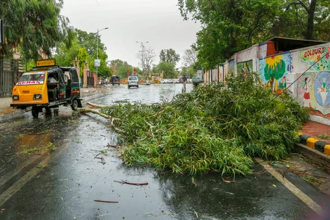 Commuters ride past a fallen tree after a thunderstorm in Ajmer. (Source: PTI)