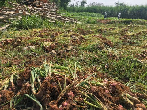 Many farmers say that because they didn’t get subsidies from the government, they haven’t been able to afford to build storage facilities and godowns and so most of their produce has perished. (Photograph: The Quint)