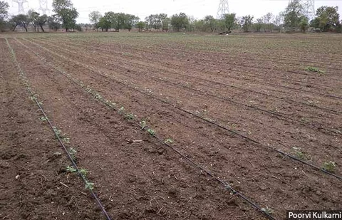 Pre-monsoon cotton crop sown in the end of May on an irrigated farm in Bharatpur village of Balapur taluka, Akola district. Scientists had advised against pre-monsoon sowing this season to break the life cycle of pink bollworm pest. Sowing was recommended to be undertaken only after the sowing area had received 75 to 100 mm of rain. (Source: Poorvi Kulkarni/ IndiaSpend)