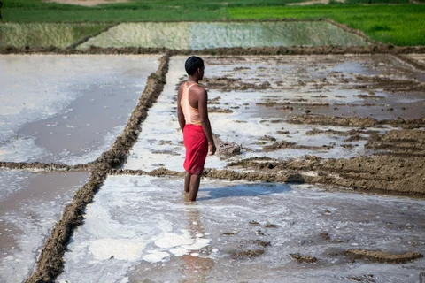 A farmer stands in a field in Raghopur, Bihar, India. (Photographer: Prashanth Vishwanathan/Bloomberg)