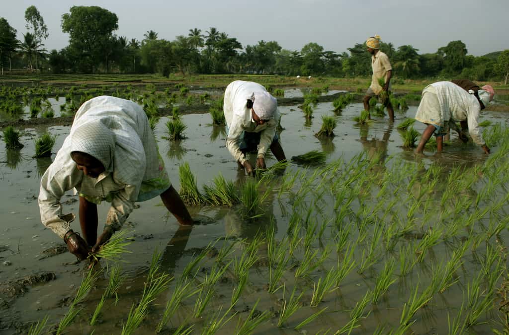 Farmers plant rice in the paddies near Madur, India. (Photographer: Namas Bhojani/Bloomberg News)