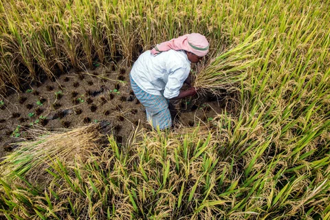 A farm worker holds a bundle of cut rice during a crop harvest in paddy fields near Thimmapuram, Tamil Nadu, India. (Photographer: Prashanth Vishwanathan/Bloomberg)