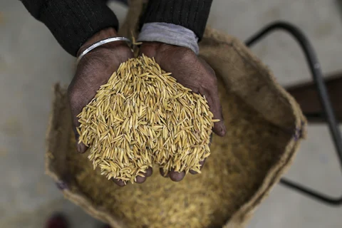 A farmer holds rice paddy at an APMC wholesale market in Jalandhar, Punjab. (Photographer: Dhiraj Singh/Bloomberg)