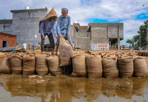 Wheat in Punjab got ruined after the heavy rainfall. (PTI)