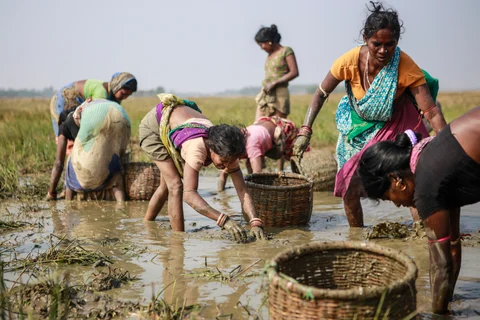 Women fish in a waterlogged field on what was the proposed site of a Posco steel plant in Dhinkia, Odisha. (Prashanth Vishwanathan/Bloomberg)