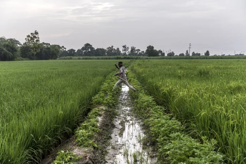 A farmer jumps over an irrigation channel between fields of rice growing on farmland in the Bhagpat district of Uttar Pradesh. (Photographer: Prashanth Vishwanathan/Bloomberg)
