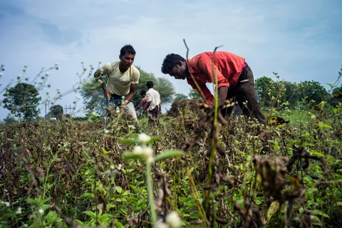 Day laborers cut soybean plants with sickles during a crop harvest at a farm in the district of Burhanpur, Madhya Pradesh, India. (Photograph: Sanjit Das/Bloomberg)
