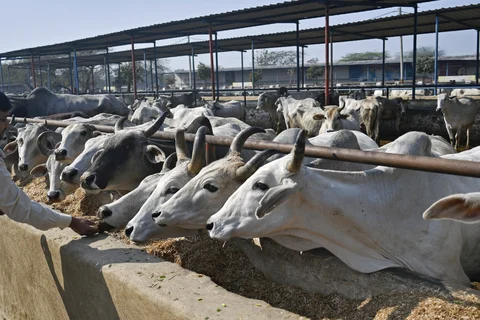 Cows feed in a cattle shed at the Sri Krishna Gaushala on the outskirts of New Delhi, India, on Jan. 21, 2018. (Photographer: Anindito Mukherjee/Bloomberg)