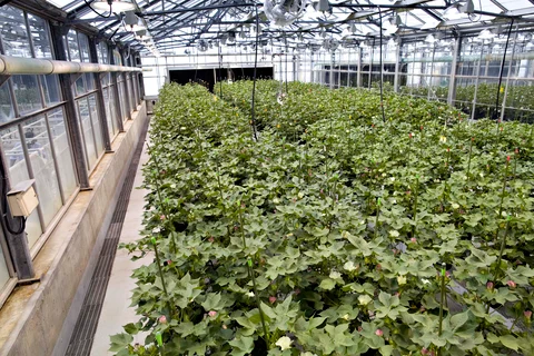 Cotton plants grow in a Monsanto facility in Missouri, U.S. (Photographer: Daniel Acker/Bloomberg)