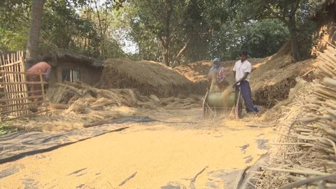 Farm hands threshing paddy in Birbhum, West Bengal. (Source: BloombergQuint)