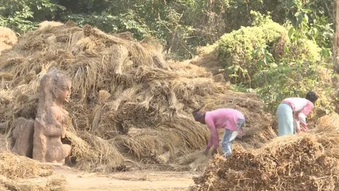 Paddy crop stocked in a field in Birbhum, West Bengal. (Source: BloombergQuint)