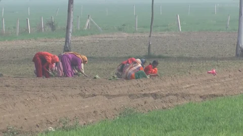 A field in Sohal, 29 kilometres west of Amritsar along India’s border with Pakistan. (Source: BloombergQuint)