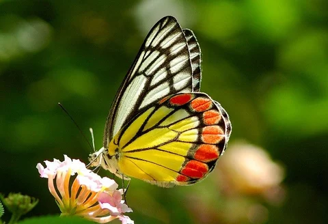 A Common Jezebel as photographed by Isaac Kehimkar 