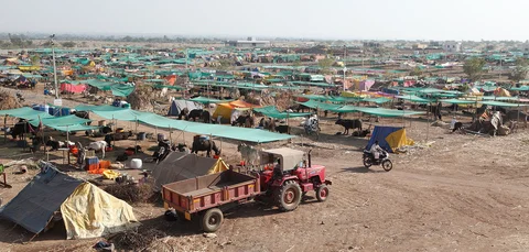 The cattle camp near Mhaswad town is sheltering nearly 8,000 cattle from 70 villages across the Maandesh region. (Photographer: Binaifer Bharucha/People’s Archive of Rural India) 