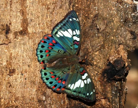 A Gaudy Baron as photographed by Isaac Kehimkar 