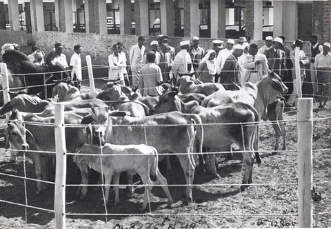 Jawaharlal Nehru being showed a cow shelter during his Gujarat visit on Feb 12-13, 1949. (Photograph: NMML/Government of India)