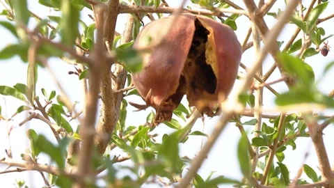A rotting pomegranate in a field belonging to Vilas Parjane of Khalapuri village in Beed district in Maharashtra. (Source: BloombergQuint)