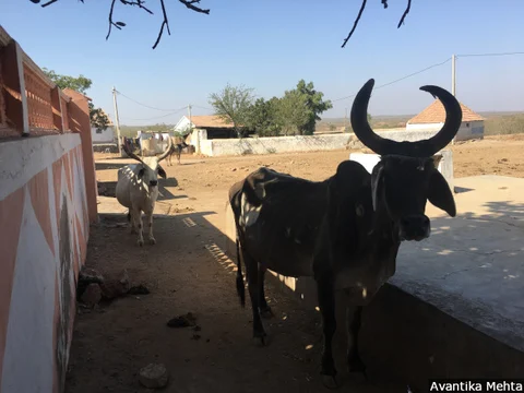 Cattle-rearing in Kutch has been on a decline owing to prolonged drought. Water scarcity has forced residents to take half or more of their chattel towards regions to their north, sometimes traveling more than 300 km with their livestock to reach Ahmedabad district in search of greener pastures.