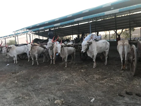 Cattle at one of the fodder camps in Beed district. 