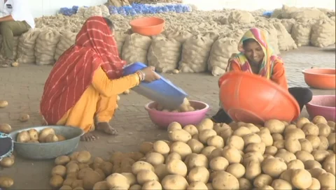 Potatoes being sorted at a warehouse in Aravali, Ahmedabad. (Image courtesy: ANI) 
