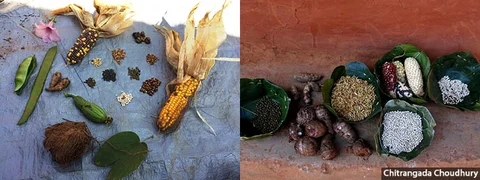Villagers show some of the forest produce and the indigenous crops they harvest through shifting cultivation.