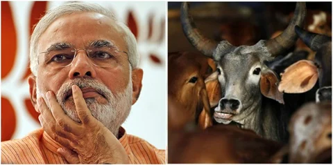 पशुओं को काटने के लिए खरीदने-बेचने पर लगी रोक हटी, मोदी सरकार ने वापस ली अधिसूचना