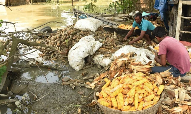 Flood-affected people place Corn on the roadside for drying after vast areas of agriculture land flooded in Kamrup district of Assam