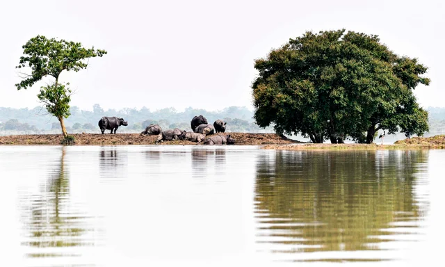 One-horned rhinoceros take shelter on a higher-land in the flood affected area of Kaziranga National Park in Assam on July 18, 2019.