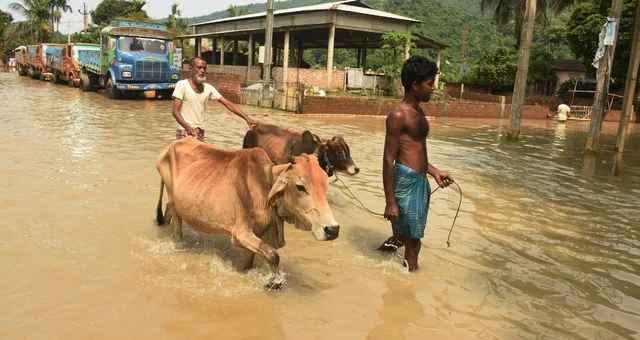 Villagers with their cattle wade through a flooded road following heavy monsoon rain at Panikhaiti in Kamrup district of Assam