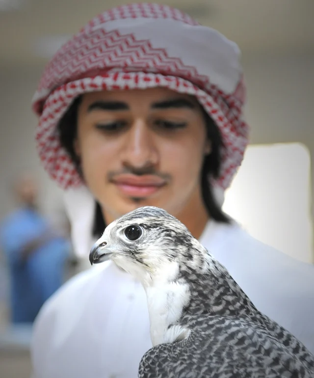 Falcon point: Space for birds of prey to rest, recuperate and recharge