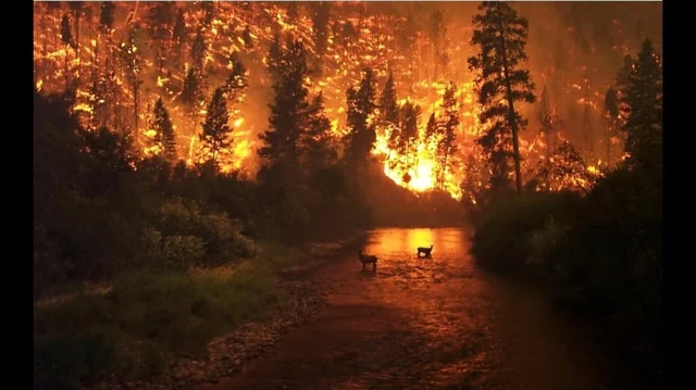 In Pics: Fires in Amazon rainforest rage at record rate