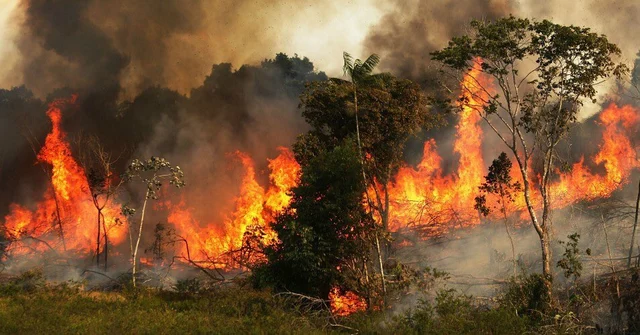 In Pics: Fires in Amazon rainforest rage at record rate