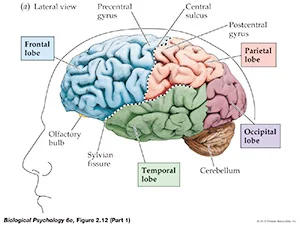 How brain takes decisions
