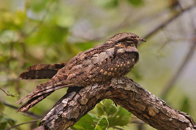 Bassi Wildlife Sanctuary<br />Picture credits: picssr.com