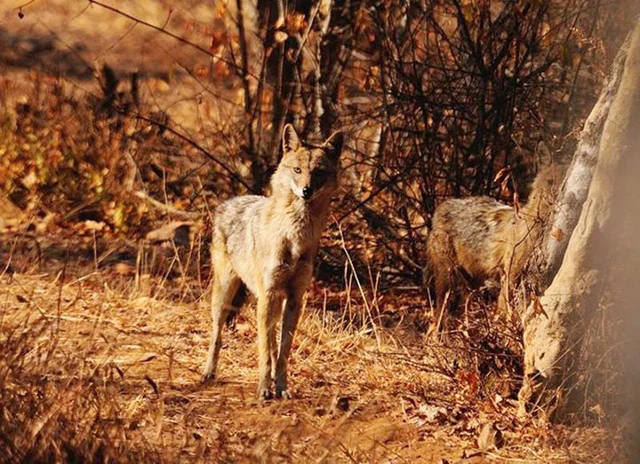 Sitamata Wildlife Sanctuary<br />Picture credits: www.sitamatawildlifesanctuary.com