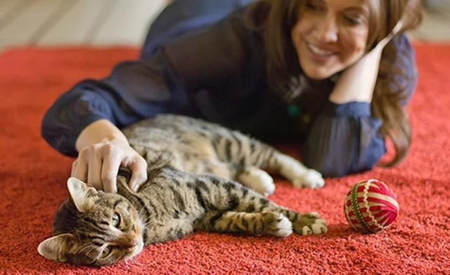 International Cats Day 2018: Owing these furry felines has enormous health benefits