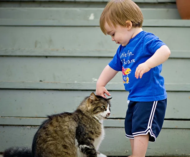 International Cats Day 2018: Owing these furry felines has enormous health benefits
