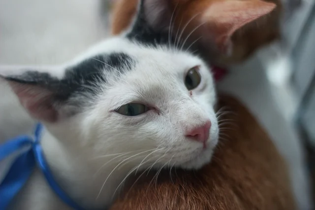 Bring your pet home