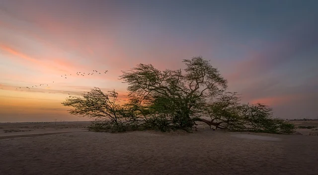 Top 10 must-dos in Bahrain