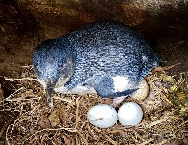 The blue-eyed penguin at the Royal Albatross Centre