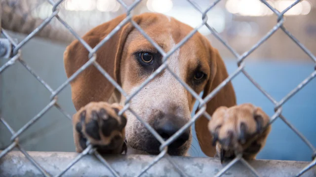 Animal abuse must stop, now