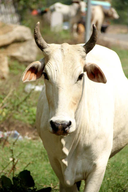 indian Cow, Desi white cow
