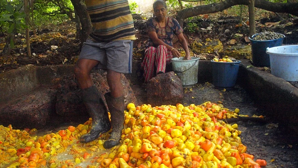 Stomping on the cashew apples in the colmbi