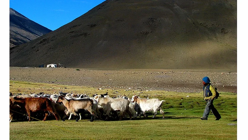Herd of<i> Changthani</i> goats