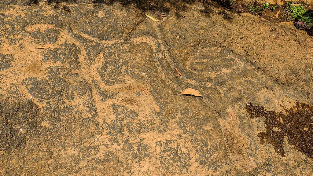 Peacock (R) at Pansaimol